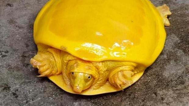 Impresionante hallazgo: una tortuga amarilla en la India
