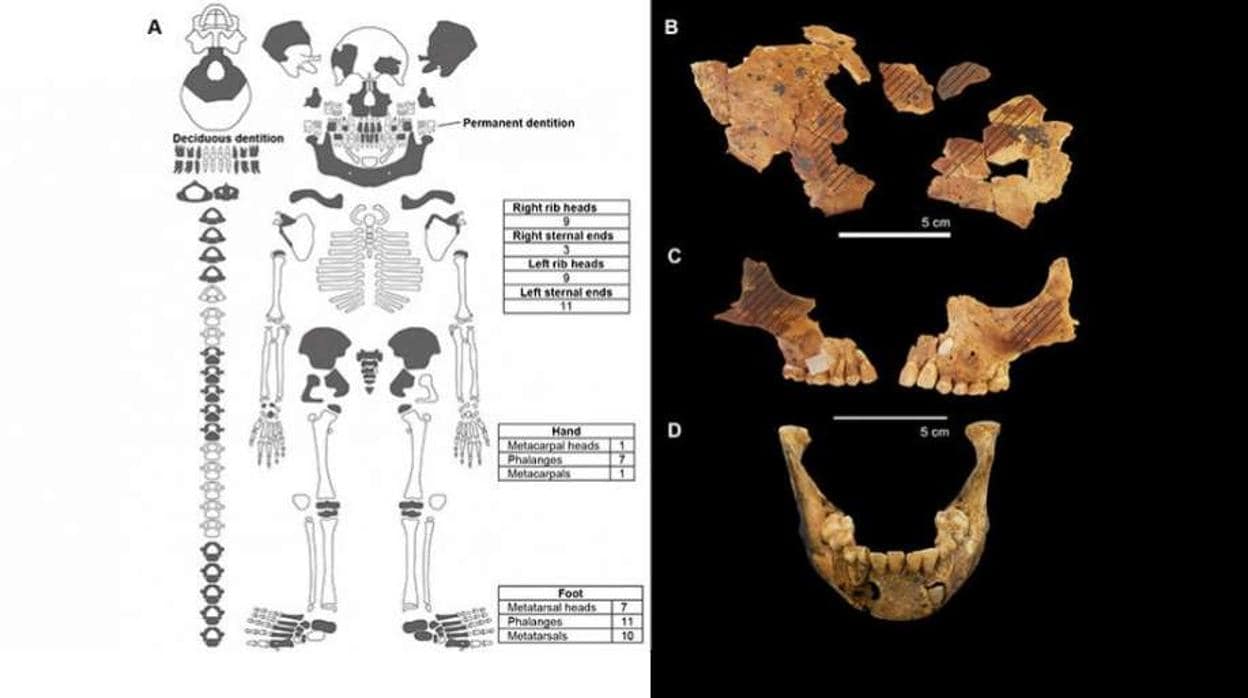 A la izquierda, esquema de los huesos encontrados en el enterramiento (en gris) donde se puede ver que faltan los más largos de las extremidades; a la derecha, huesos del cráneo en los que se observan zonas más oscuras sobre las que se aplicó algún tipo de pigmento ocre