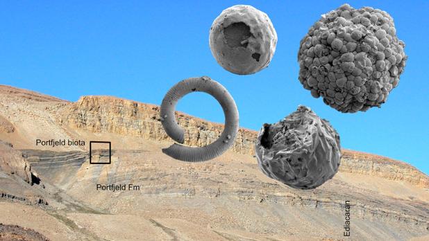 Estos pueden ser los embriones de los primeros animales de la Tierra