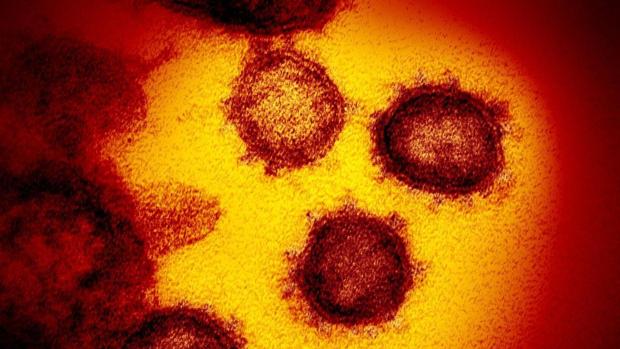 Hallan un nuevo y misterioso «gen oculto» en el coronavirus