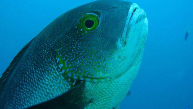 Hallan al pez más longevo de los arrecifes de coral, con 81 años