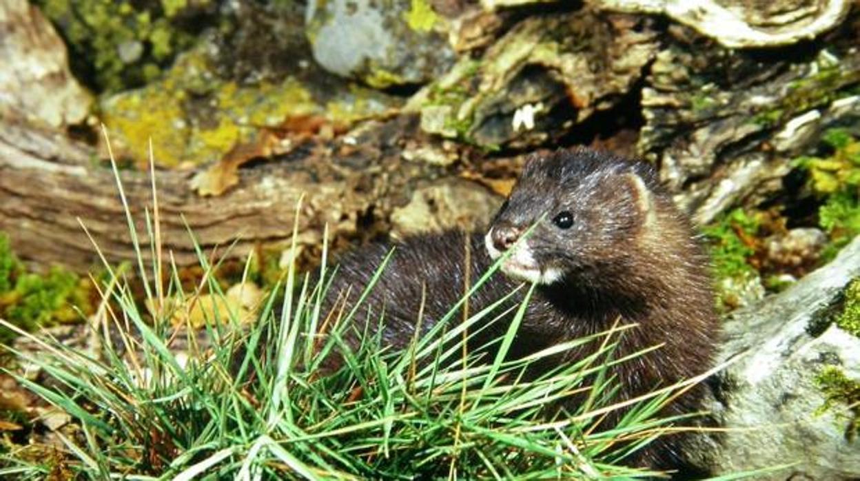 Un visón europeo silvestre