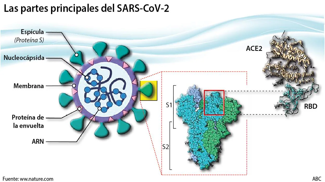 La proteína S, a la derecha, tiene una zona de reconocimiento del receptor (RBD), que se une a una proteína de las células humanas (ACE2) para permitir la entrada del virus