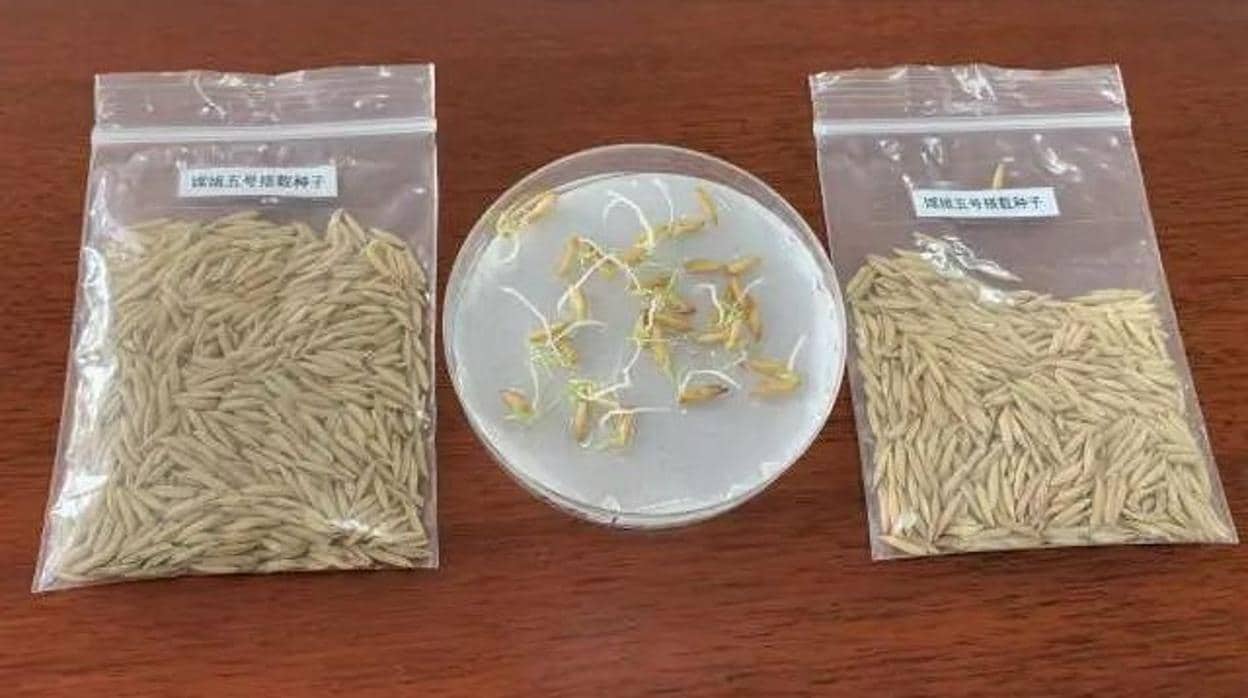 Semillas de arroz que han brotado en la Luna, a bordo de la sonda Chang'e 5