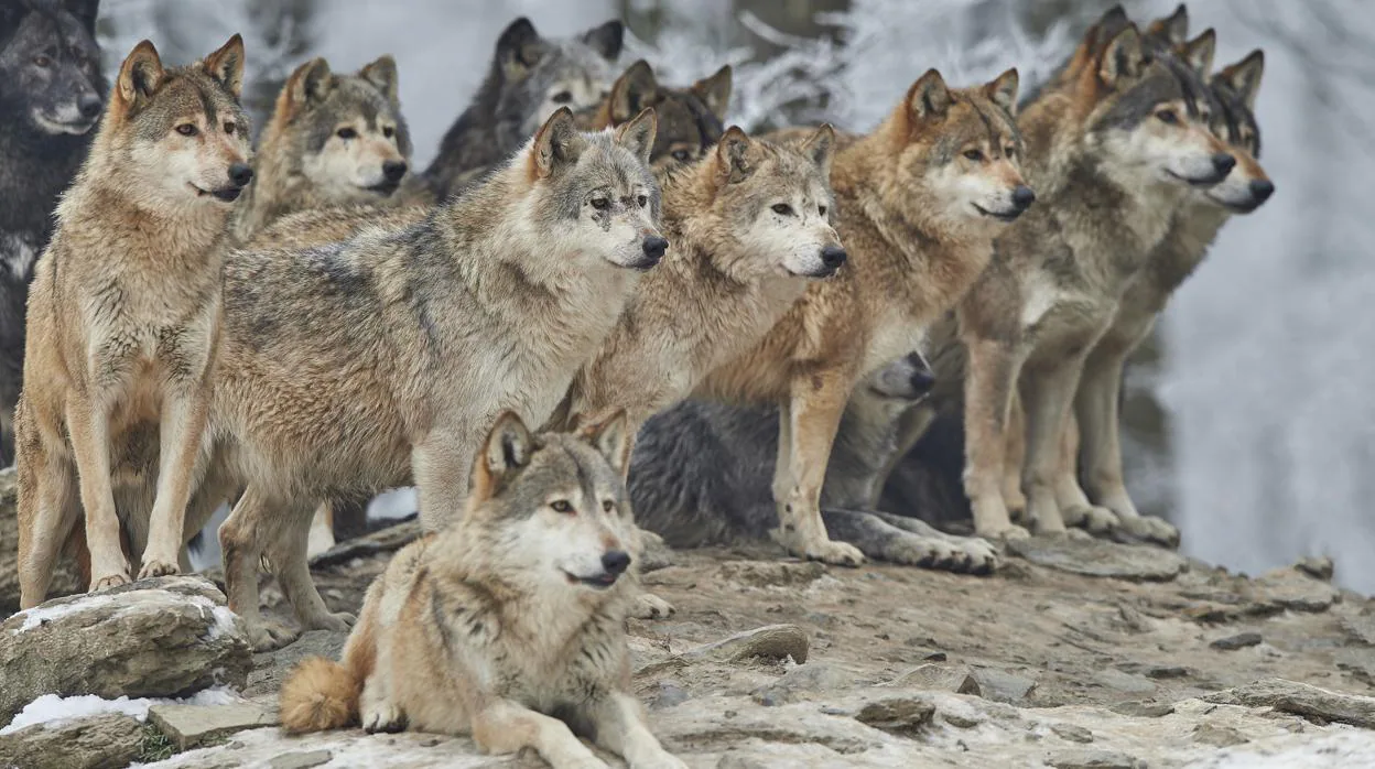 Una manada de lobos