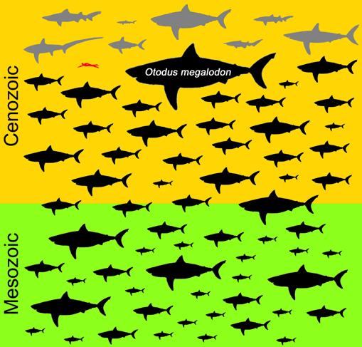 Distribución de los tamaños máximos posibles de los 70 géneros conocidos en el orden de tiburones Lamniformes, que comprenden miembros modernos (en gris) y extintos (en negro; con siluetas hipotéticas) y en comparación con un adulto promedio humano (en rojo) como escala