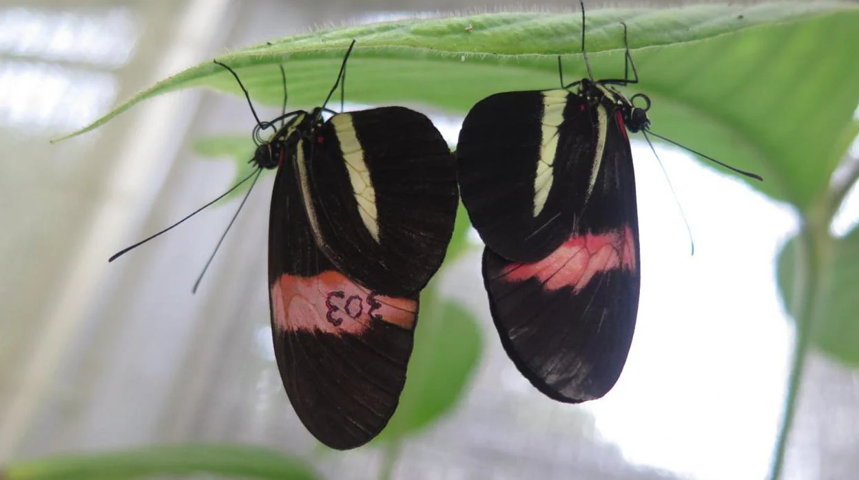 Dos de las mariposas del cartero utilizadas en el estudio y recuperadas de Panamá