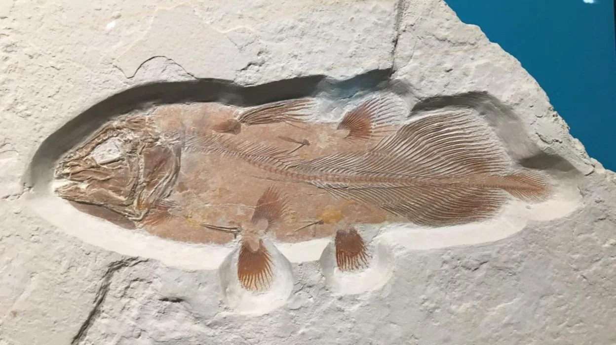 Este es un ejemplo del aspecto que habría tenido el fósil completo de celacanto. El de la imagen vivió en el Jurásico y fue encontrado en Alemania