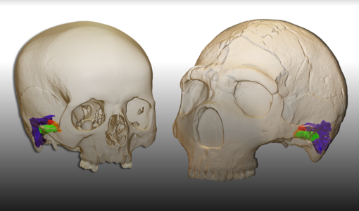 Modelo 3D y reconstrucción virtual del oído en un humano moderno (izquierda) y de un neandertal (derecha)