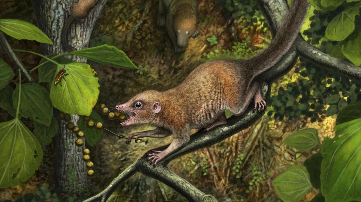 Un ejemplar de la nueva especie Purgatorius mckeeveri se alimenta de frutas de los árboles