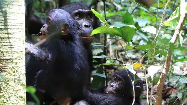 Primer caso de adopción altruista entre simios