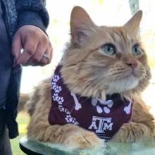 El gato fotografiado dio positivo por SARS-CoV-2 en el verano de 2020 y se recuperó sin problemas