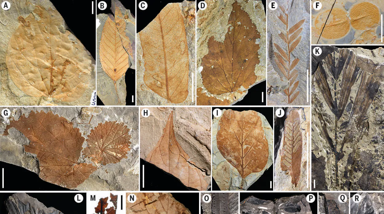 En la imagen, algunas de las miles de hojas y semillas fósiles del Cretácico analizadas para esta investigación