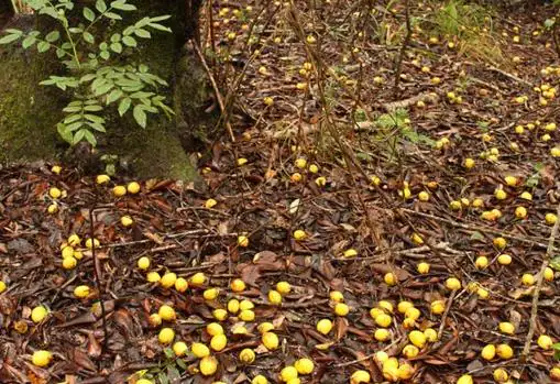Los frutos de queule (Gomortega keule) caen al suelo cuando maduran en otoño, en ausencia de animales nativos que los consuman y transporten la semilla.