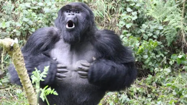 El motivo por el que los gorilas se golpean el pecho (y no es fanfarronear)