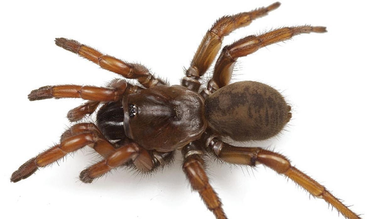 La araña Aptostichus angelinajolieae