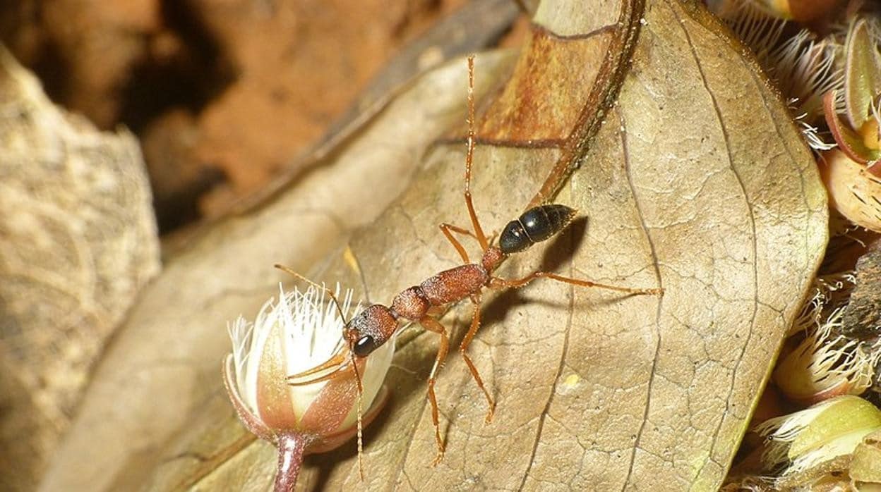Hormiga obrera de la especie saltarina india