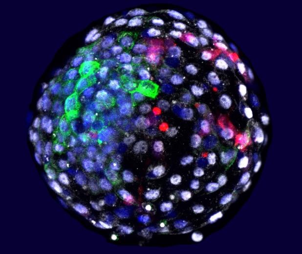 El equipo de Izpisua crea embriones híbridos de humano y mono