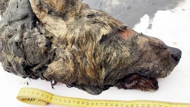 Cómo el deshielo puede 'resucitar' enfermedades infecciosas de siglos pasados
