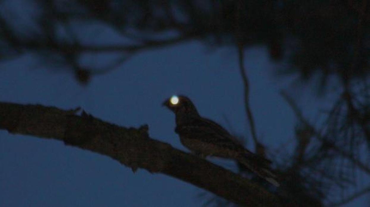 Los ojos del chotacabras brillan gracias al 'tapetum lucidum', un tejido situado en la parte posterior del ojo que refleja la luz y que mejora la visión nocturna