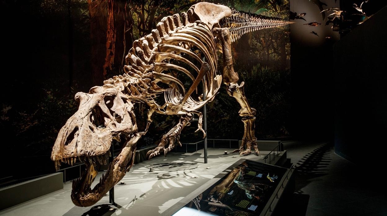 El esqueleto 'Trix', la tiranosauria del museo Dutch Naturalis