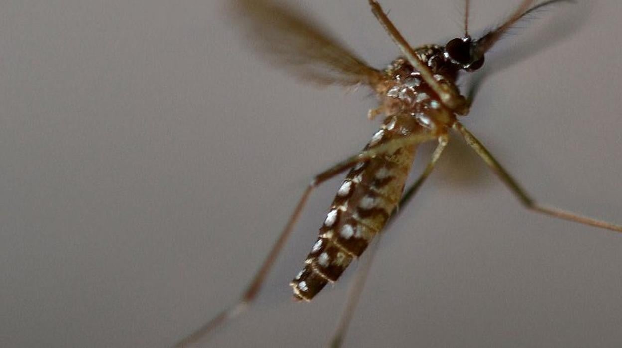 Un mosquito Aedes aegypti