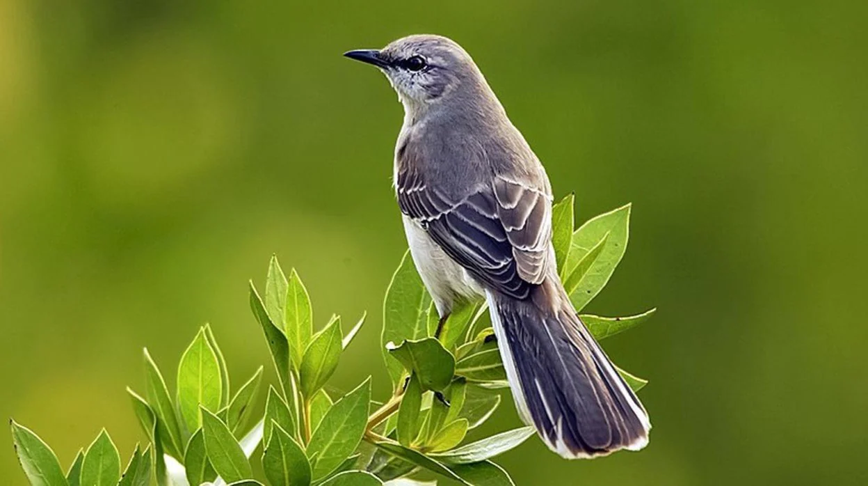 ¿Qué aves tienen cuerdas vocales?