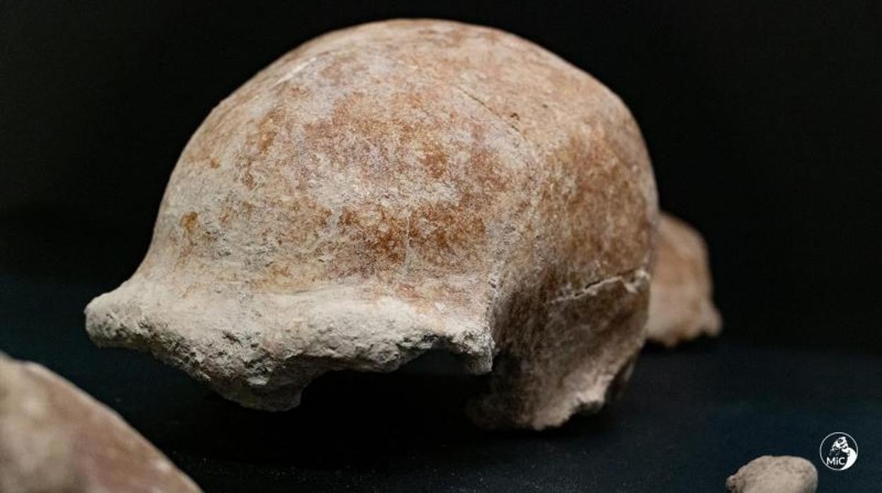 El cráneo de una mujer neandertal