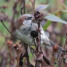 Los gorriones domésticos pueden ser pequeños, pero con 1.600 millones, son la especie más abundante entre las aves