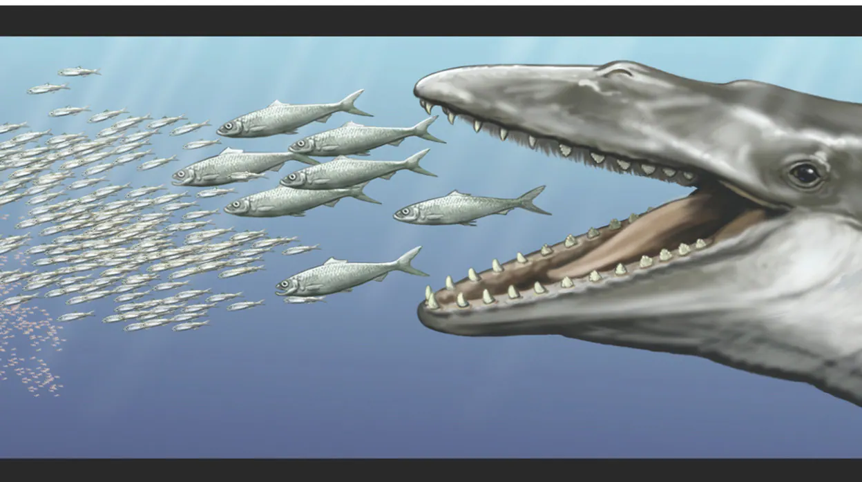 Reconstrucción artística de Aetiocetus weltoni, una ballena barbada de 25 millones de años, con dientes y barbas
