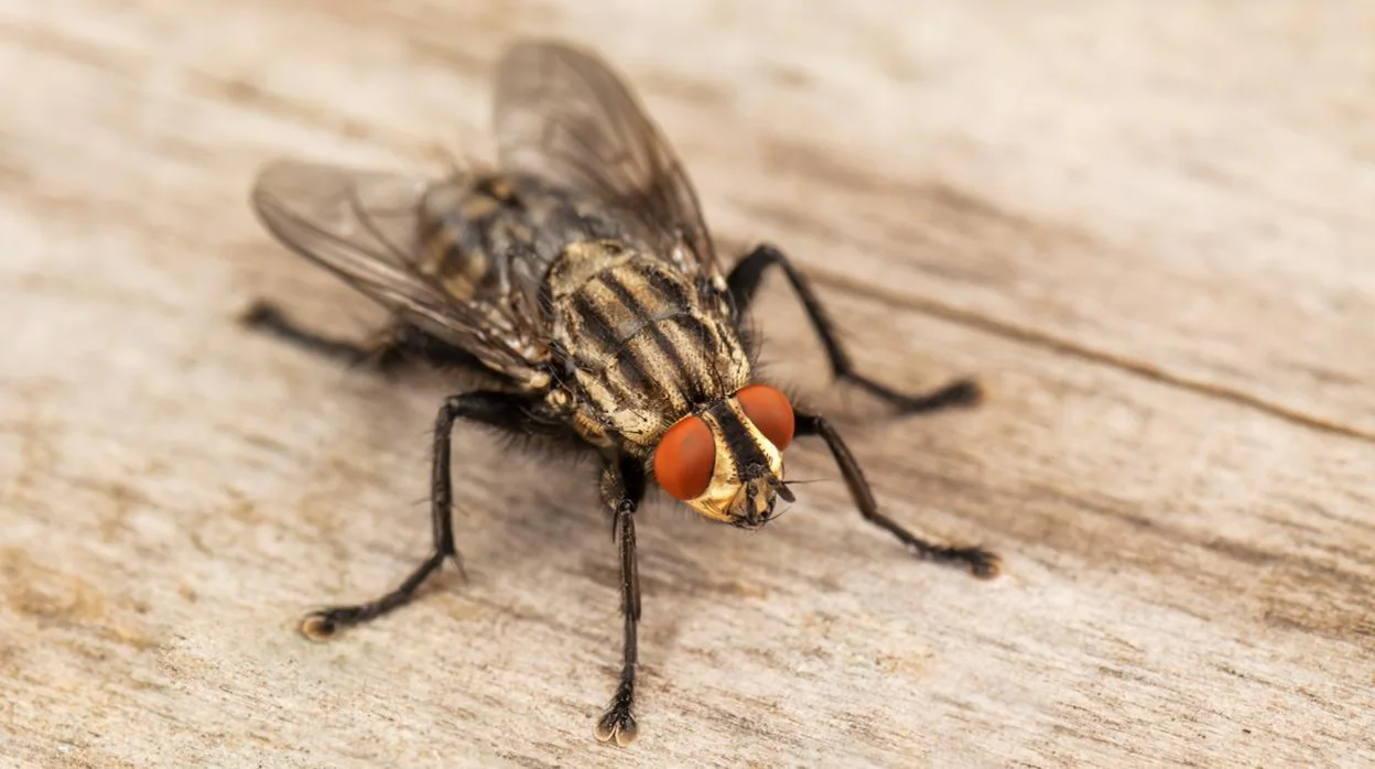 ¿Por qué siempre se nos escapan las moscas?