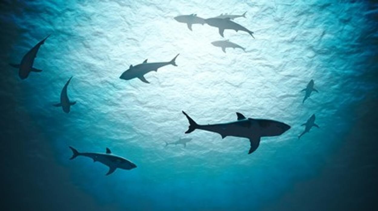 Imagen de archivo de unos tiburones