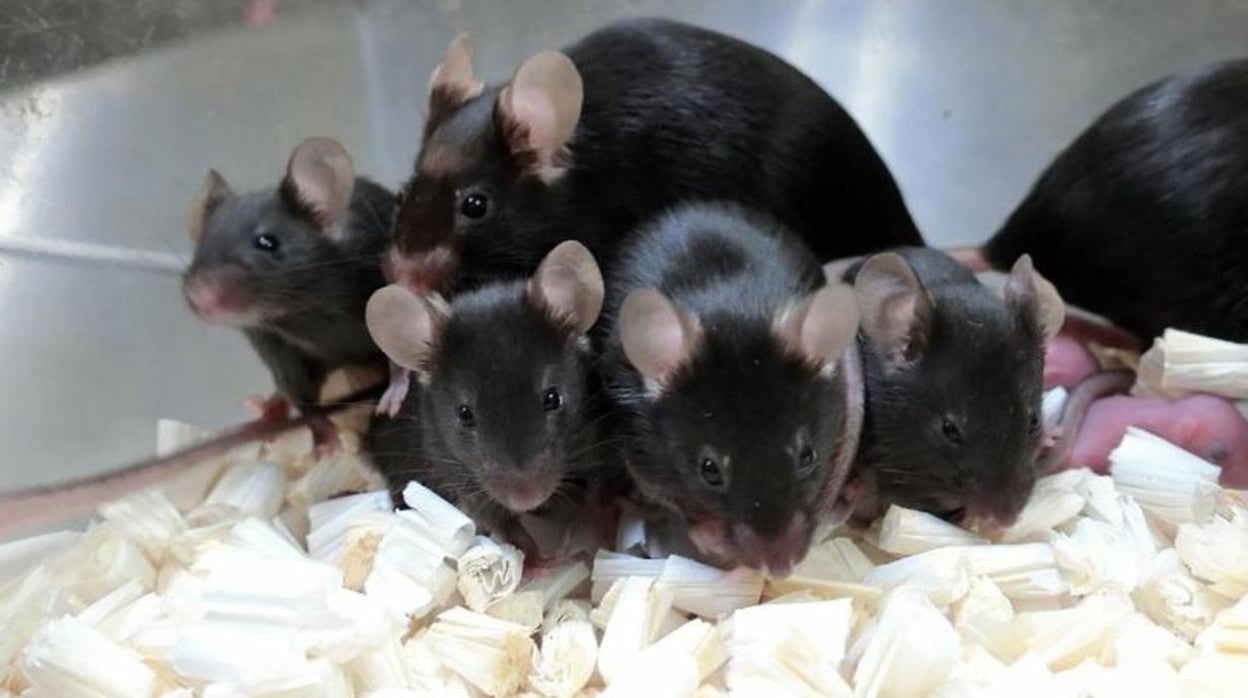 La nueva generación de ratones concebidos con espermatozoides preservados en el espacio