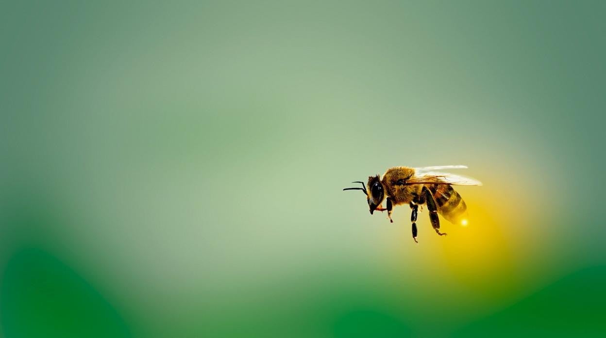 Abeja melífera