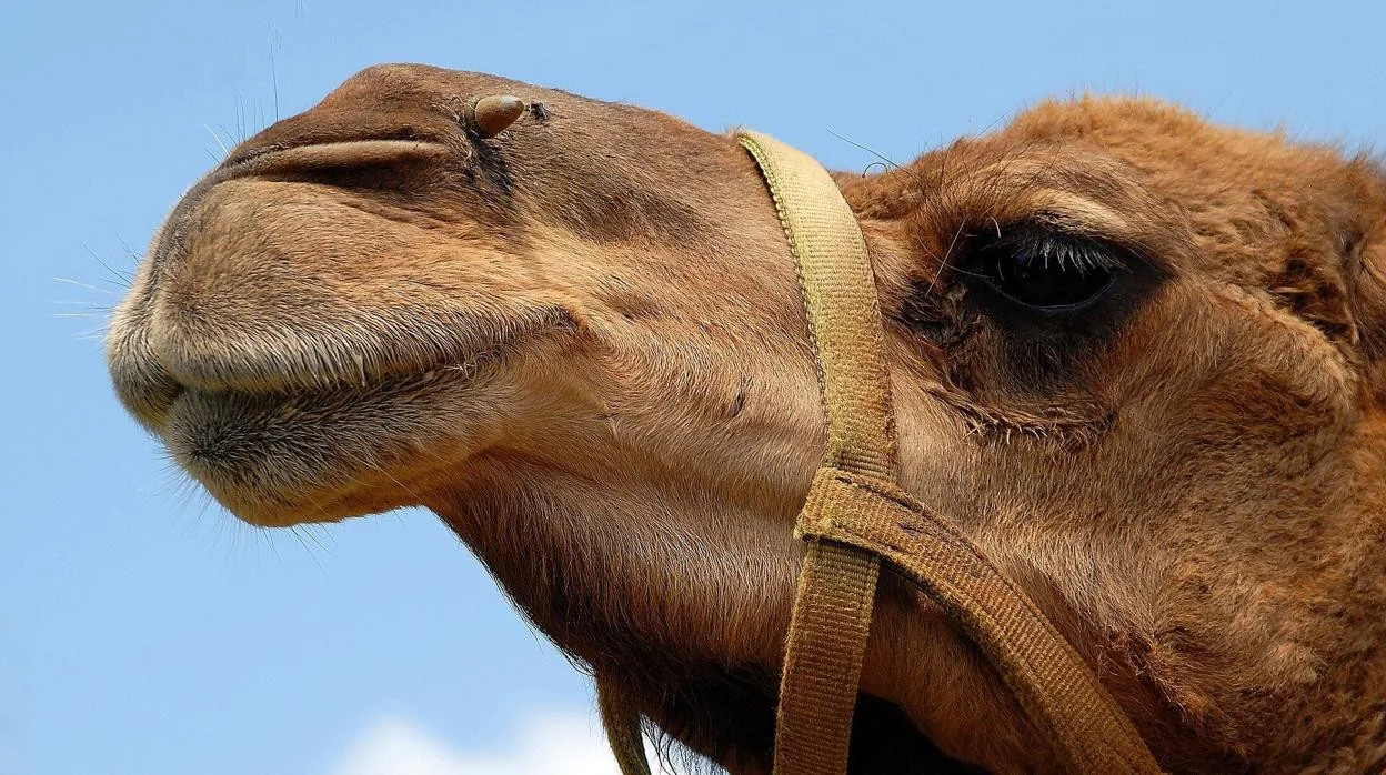¿Cómo sobrevive el camello semanas sin beber?
