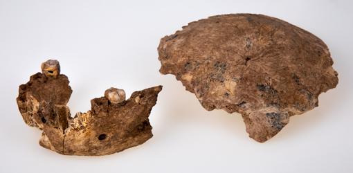 Mandíbula y parte del cráneo del H. Nesher Ramla