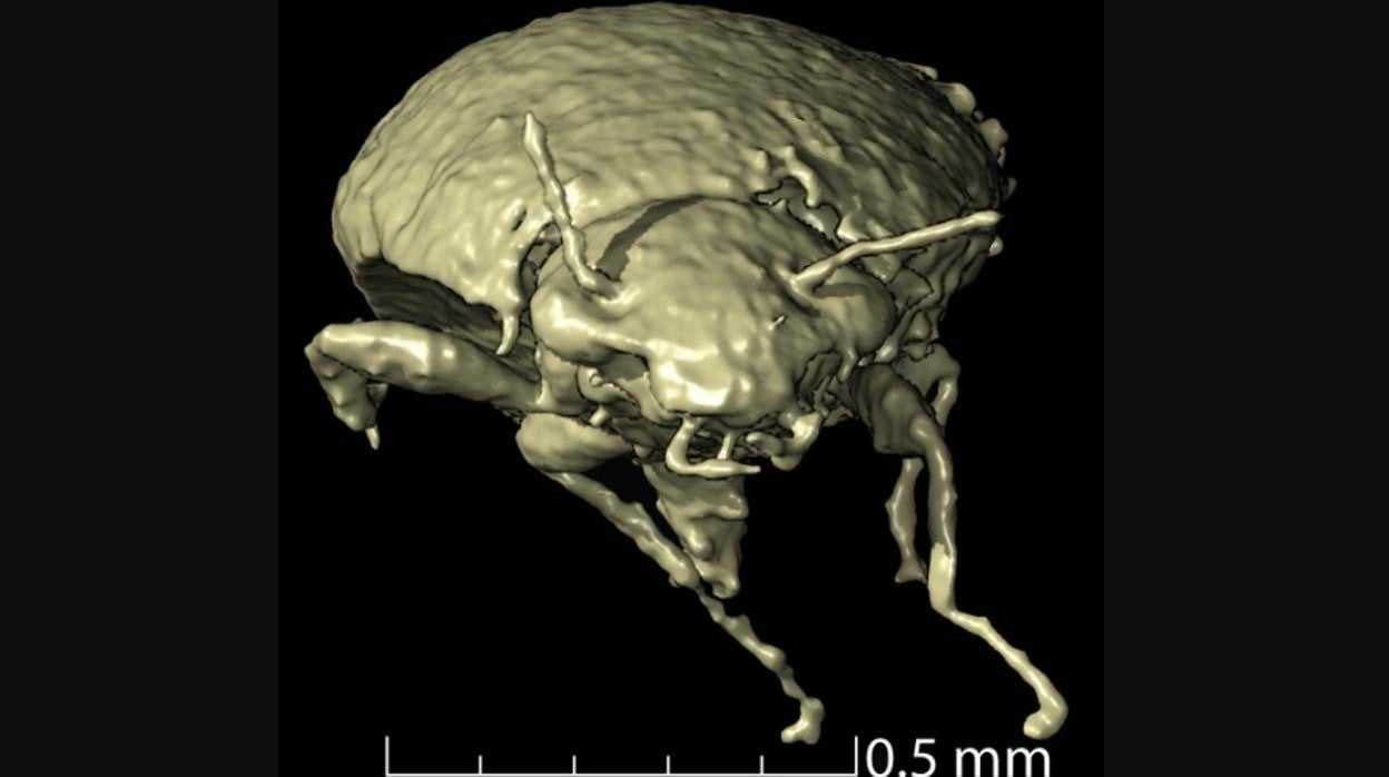 El diminuto escarabajo Triamyxa coprolithica es el primer insecto que se describe a partir de heces fósiles