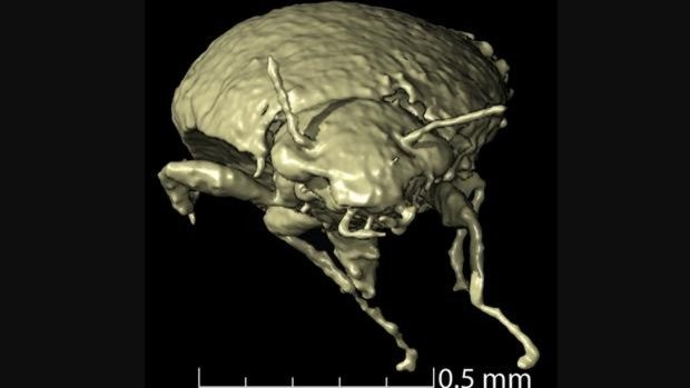 Hallan un nuevo escarabajo en las heces de un ancestro de los dinosaurios