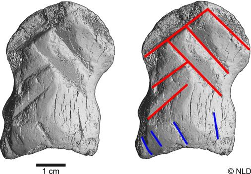 En rojo, las incisiones en un patrón de chevrón. En azul, cuatro líneas subparalelas