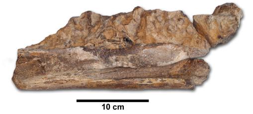 La mandíbula del nuevo dinosaurio