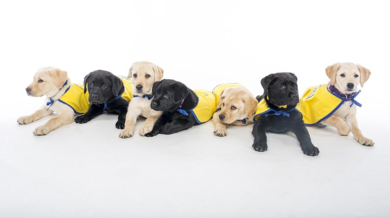 Cachorros entrenados para convertirse en perros de servicio