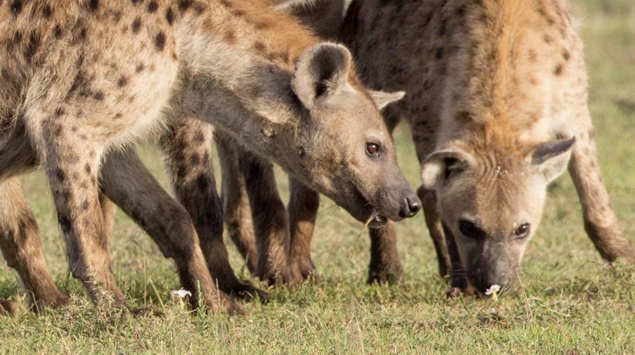 La herencia de las conexiones sociales entre las hienas tiene implicaciones para la estructura social, el rango y la supervivencia