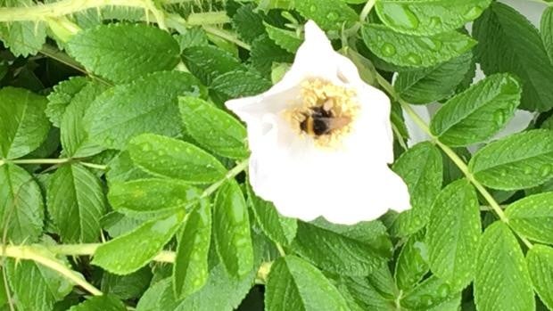 Por qué toman cafeína las abejas