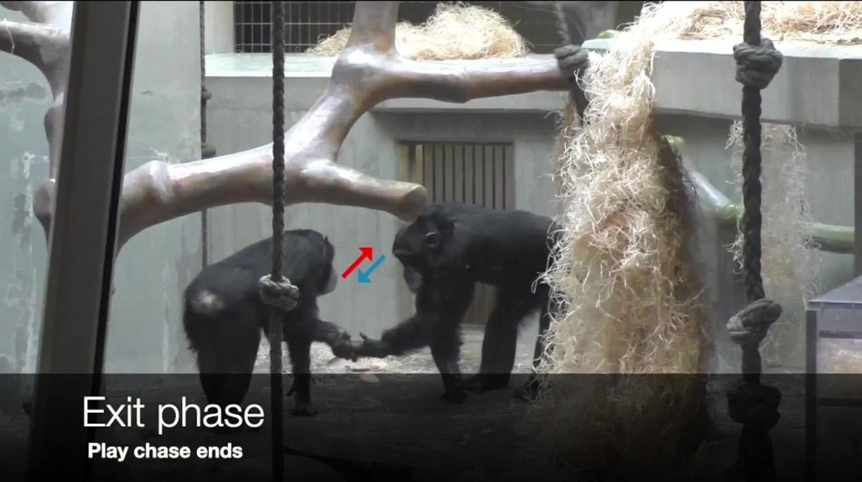 Una interacción de salida entre dos chimpancés macho tras un juego
