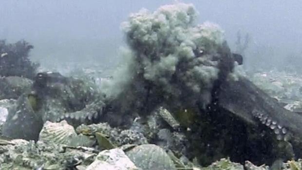 Las hembras de los pulpos arrojan todo lo que encuentran a los machos acosadores