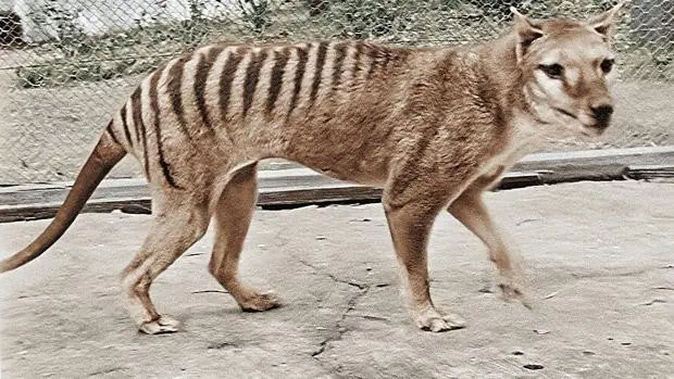 El último tigre de Tasmania 'resucita' con nuevas imágenes en color