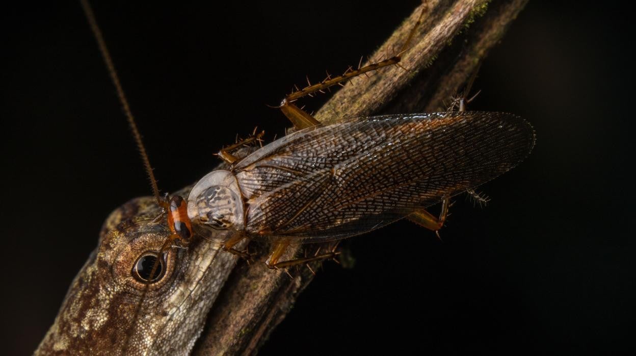 Fotografía de una cucaracha bebiendo las lágrimas de un lagarto en marzo de 2019 en la Amazonía ecuatoriana