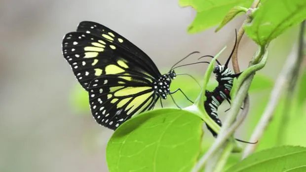 Las mariposas que rajan vivas a las orugas para 'bebérselas'