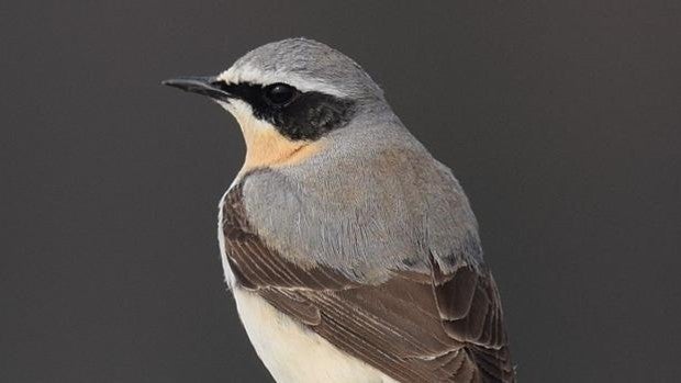 El 'pajarito' que recorre 30.000 km para pasar el invierno