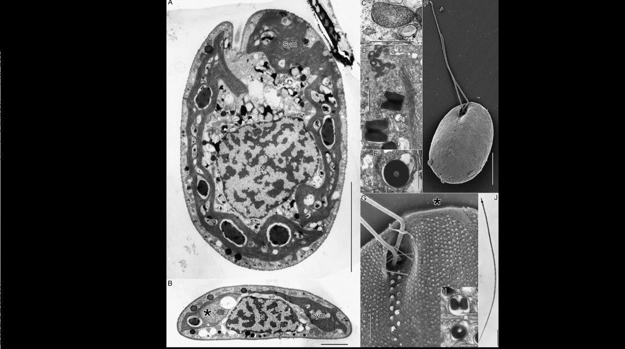 Hatena vista al microscopio